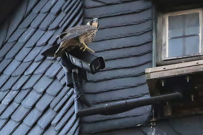 Jungfalke auf Kamera 3a
