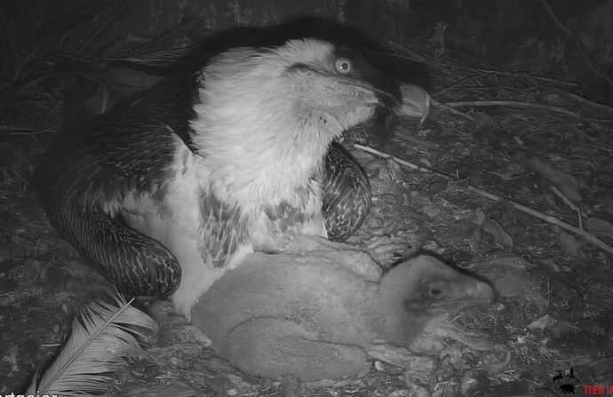 Glühwuermchen 1 27.03.24