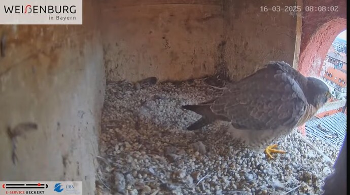 Screenshot_2025-03-16-08-08-10-628_com.google.android.youtube