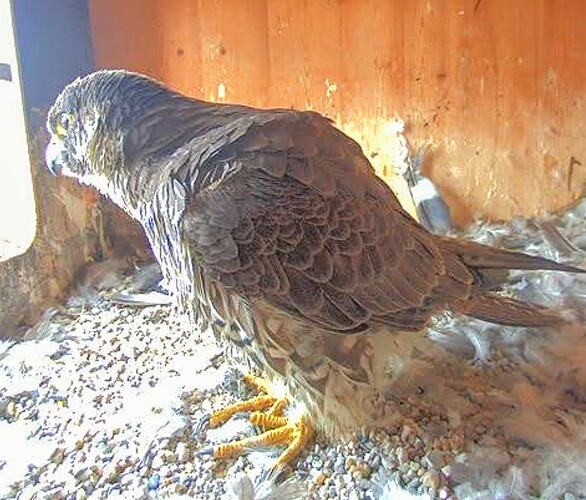 Screenshot_2025-05-30-06-45-24-619_com.android.chrome