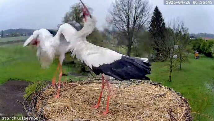 Screenshot_2025-04-26-06-58-07-649_com.google.android.youtube