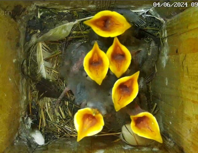 Screenshot_20240604-090435_Chrome