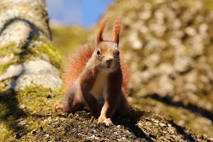 Eichhörnchen im Hain