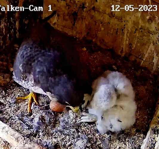 Screenshot_20230512-065311-01