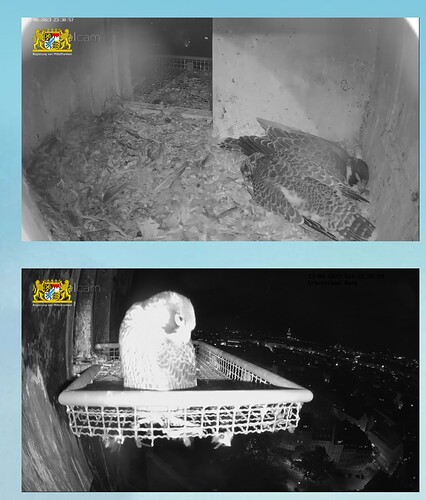 Screenshot_20230513_233919_Chrome