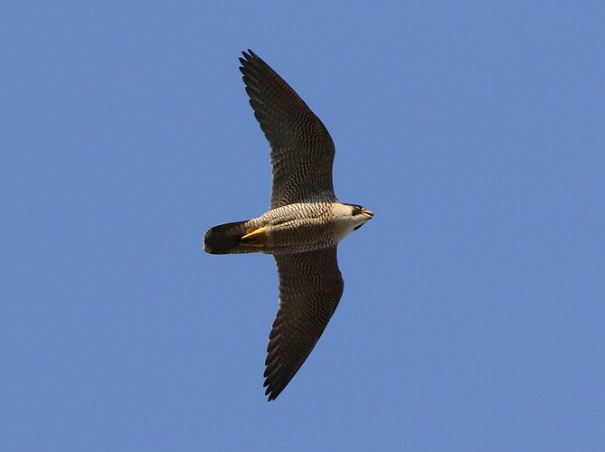 Falco aufgebracht 2
