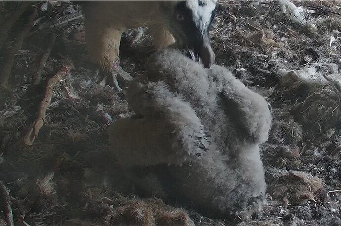 Jetzt werde ich geputzt 03.04.24