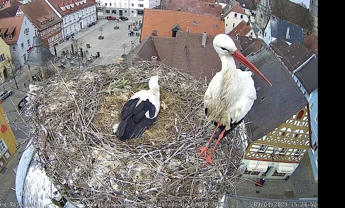 Bild