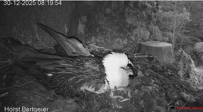 Mascha brütet 30.12.25
