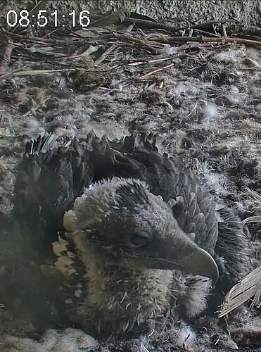 Screenshot_2024-05-06-08-52-18-366_com.android.chrome