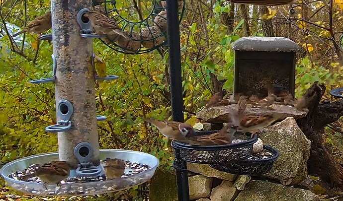 Spatzenüberfall 18.11.24