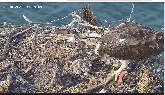 Screenshot 2024-10-21 004717