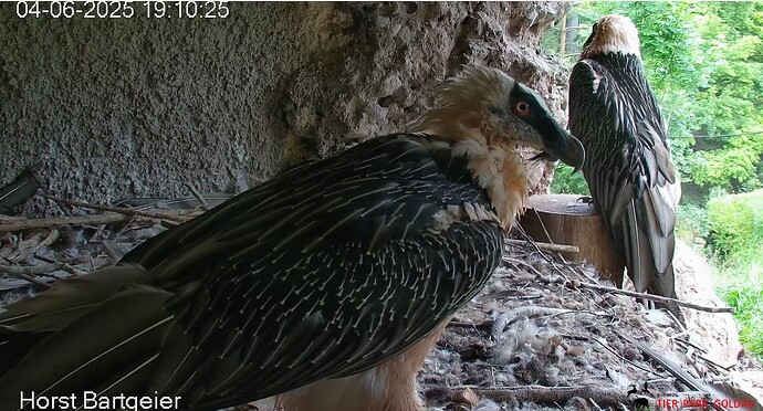 Hans nach dem Schläfchen 04.06.25