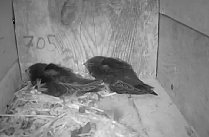 Screenshot_20240729_154816_Opera