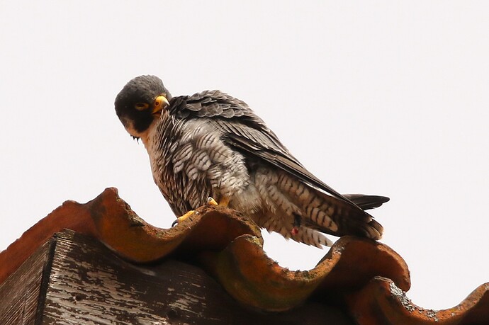 Falco Gefiederpflege 2
