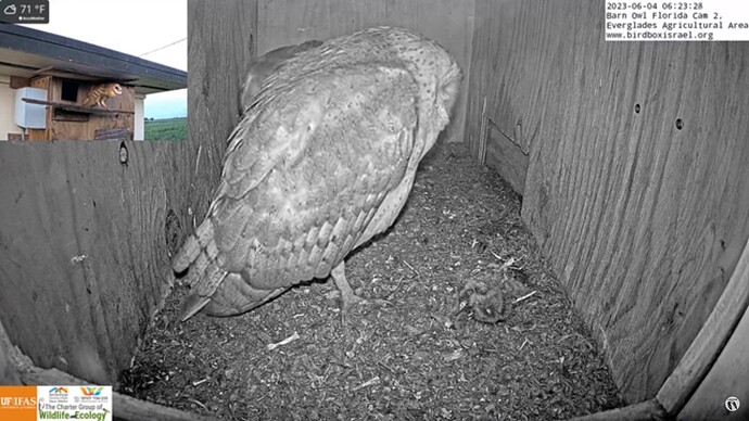 BOFL_230604_owlets3
