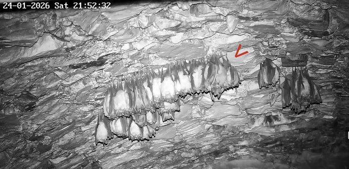 2026-01-24_1 ab 21.00 clusterähnlich 1