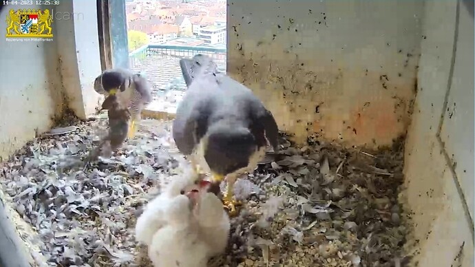 Screenshot_20230414-122603_Samsung Internet