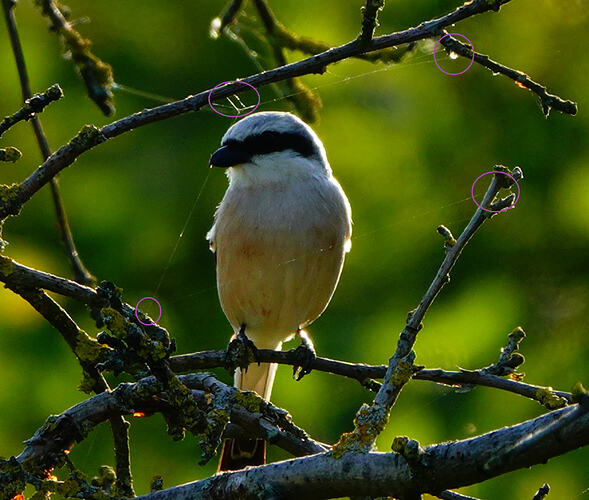 DSC09947
