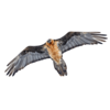 :bartgeierflug: :bartgeierflug: