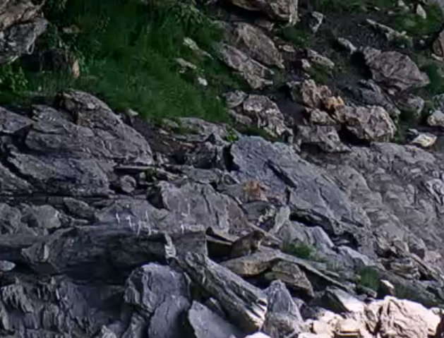sbg_726_Murmeltier2_cut