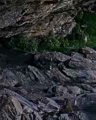 sbg_726_Murmeltier_cut
