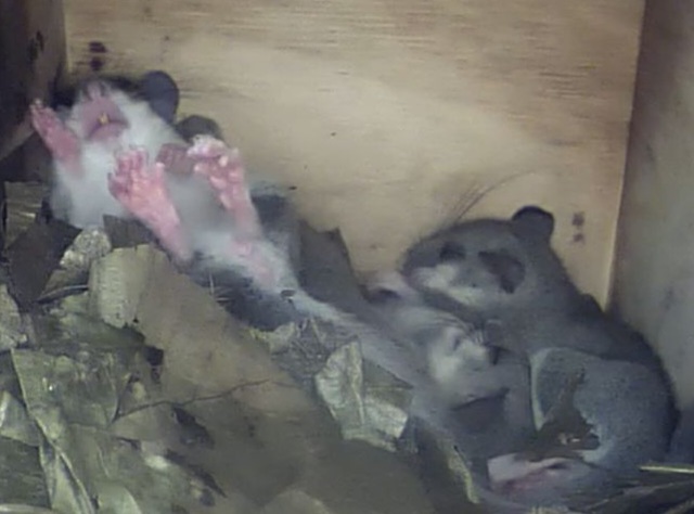 20220912_Siebenschlaefer