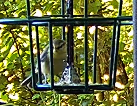 Blaue, die letzten Reste 23.05.24