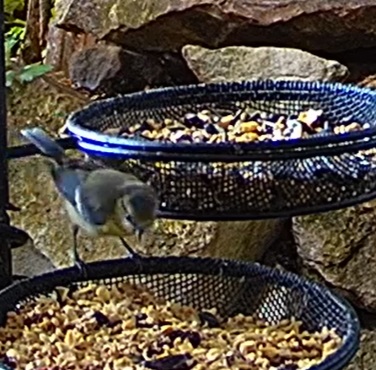 Blaue an Futterschale 22.06.24