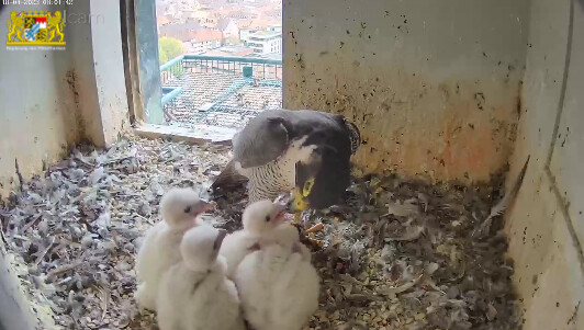 2023-04-18 08_02_01-Webcam - Lebensraum Burg und 2 weitere Seiten - Persönlich – Microsoft​ Edge