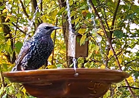 Star an der Tränke 1 22.10.24