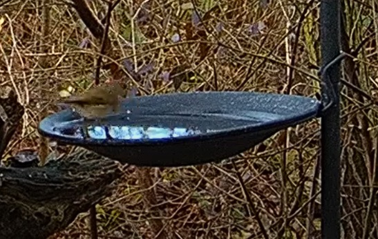 Robin im Wasser 17.12.24