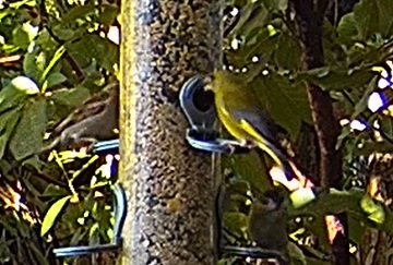 Grünfink und Spatz 1 06.07.24