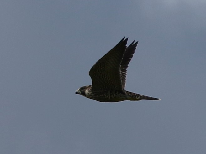 Jagdflug 3
