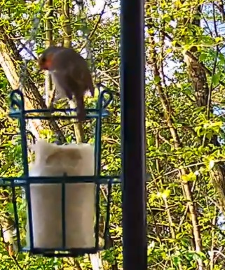 Robin am Liter 1 06.04.24