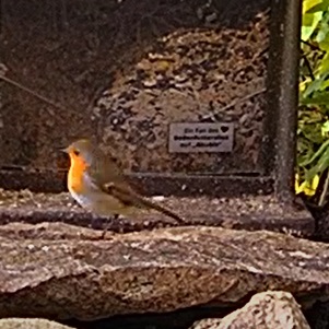 Robin 3 17.10.24