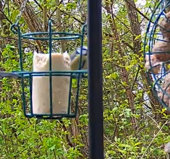 Blaue versteckt hinter dem Liter