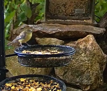 Blaue bei Regen 27.06.24