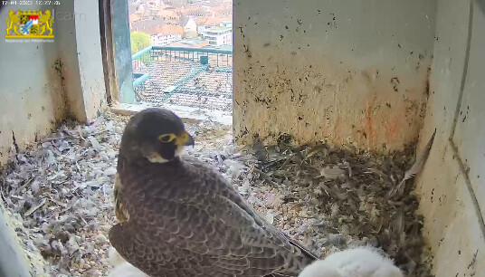 2023-04-17 12_27_51-Webcam - Lebensraum Burg und 6 weitere Seiten - Persönlich – Microsoft​ Edge