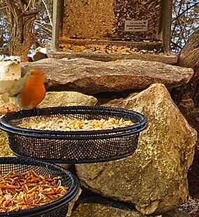Robin in voller Schönheit 20.01.24