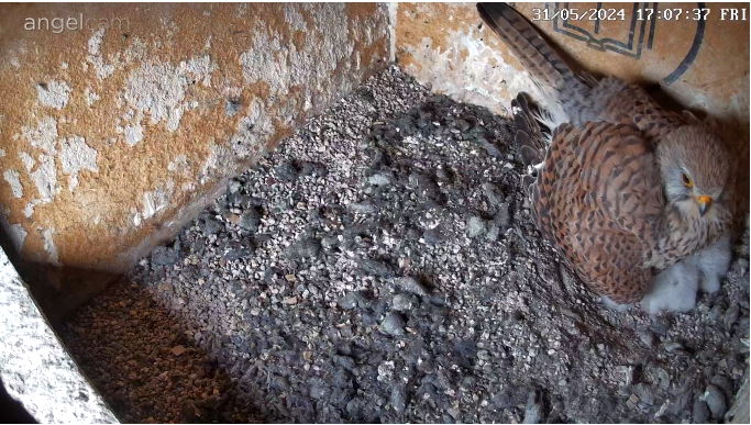 Snap_2024.05.31_17h08m02s_013_