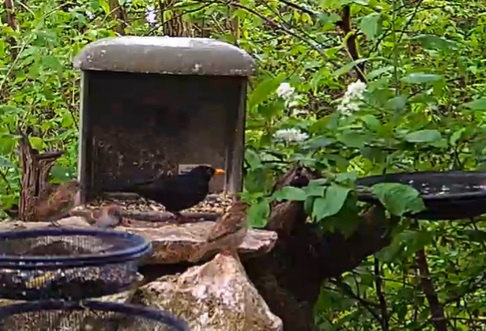 Amselmann und Spatzen 10.04.24