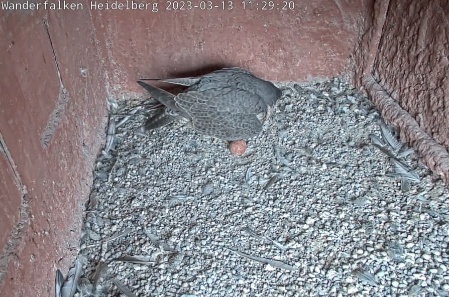 2023-03-13 11_29_51-Webcam 2 – Wanderfalken Heidelberg und 3 weitere Seiten - Persönlich – Microsoft