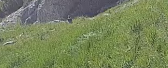 Barti im Gras 29.06.25