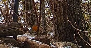 Robin im Unterholz unterwegs 15. 01 24.jpg, 1