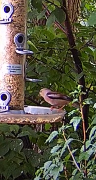 Kernbeißer 10.07.24