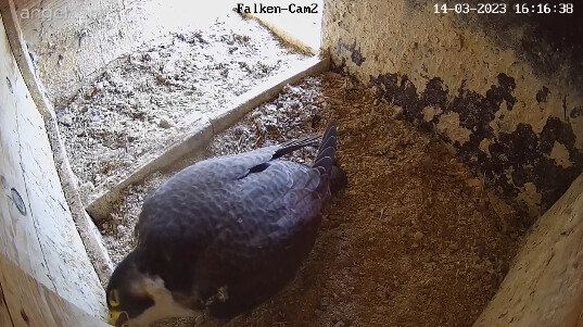 2023-03-14 16_16_53-webcams – Naturfotografen im LBV Coburg und 1 weitere Seite - Persönlich – Micro