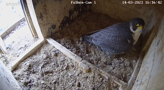 2023-03-14 16_17_02-webcams – Naturfotografen im LBV Coburg und 1 weitere Seite - Persönlich – Micro