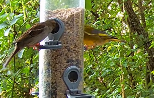 Spatz und Grünfink bei Schorsch 30.06.24