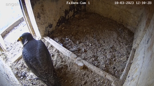 2023-03-10 12_10_49-webcams – Naturfotografen im LBV Coburg und 5 weitere Seiten - Persönlich – Micr